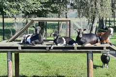 IMG-20230823-WA0062